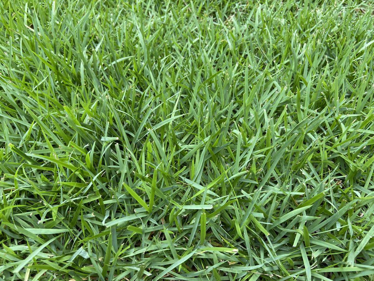 What Are The Different Types Of Zoysia Grass