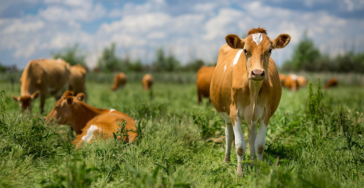 What Are The Environmental Benefits Of Grass-Fed Beef
