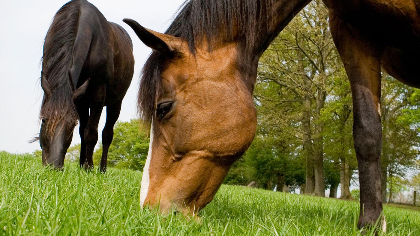 What Are The Signs Of Grass Sickness In Horses