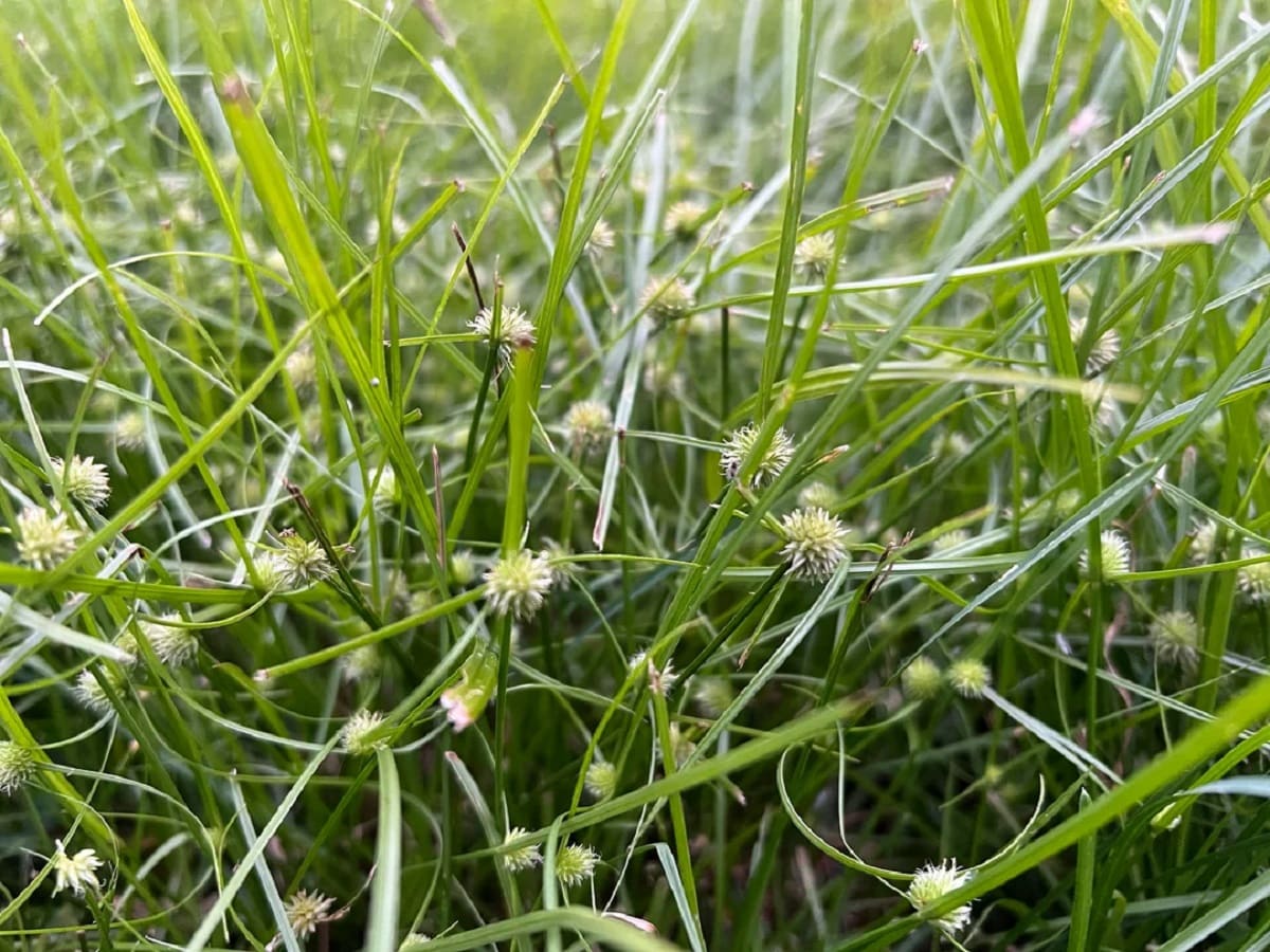 What Are The Spiky Things In Grass