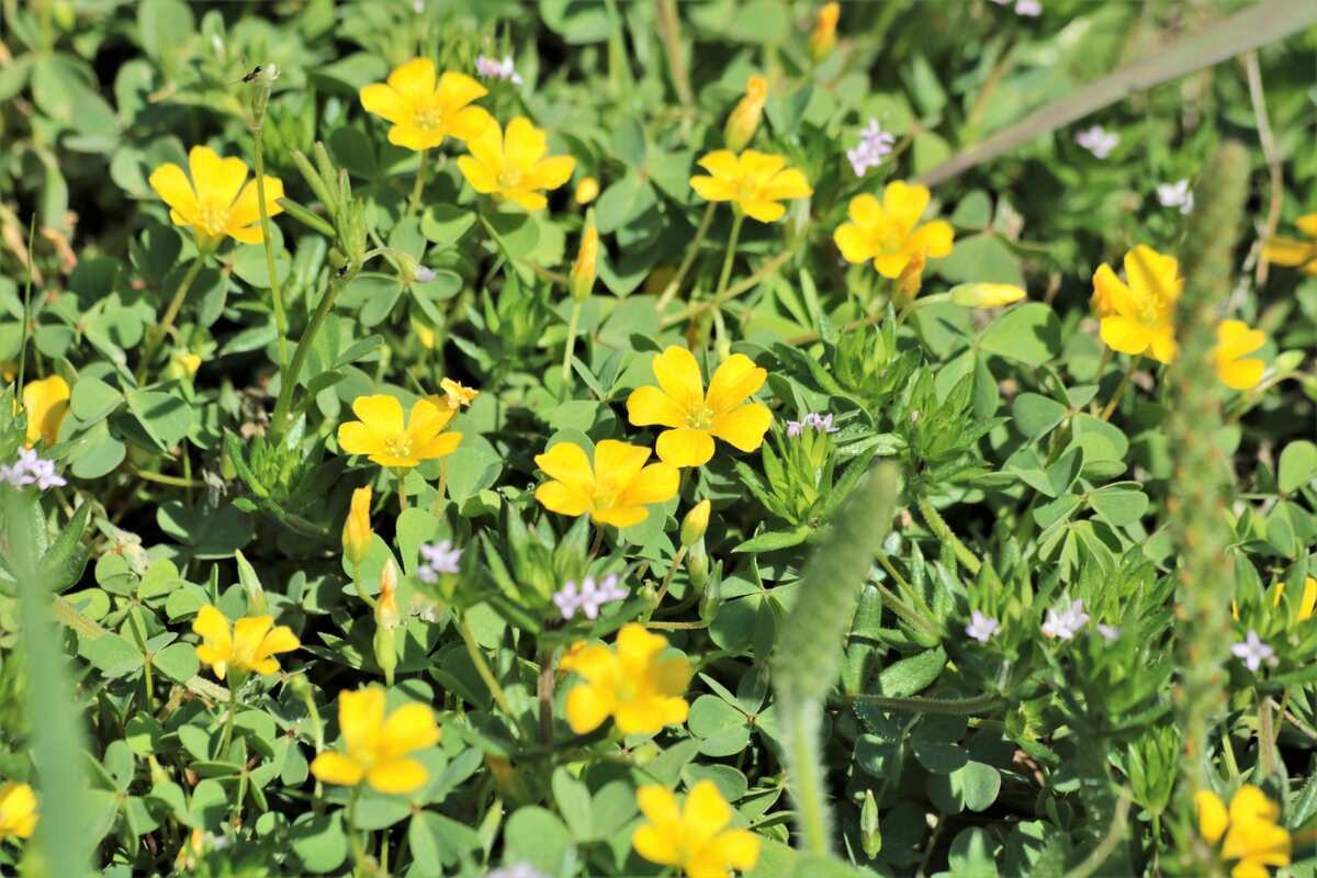 What Are The Yellow Flowers Called That Grow In Grass