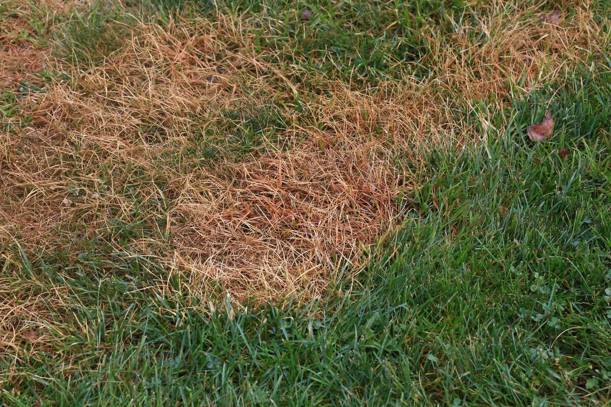 What Causes Brown Patches In Bermuda Grass
