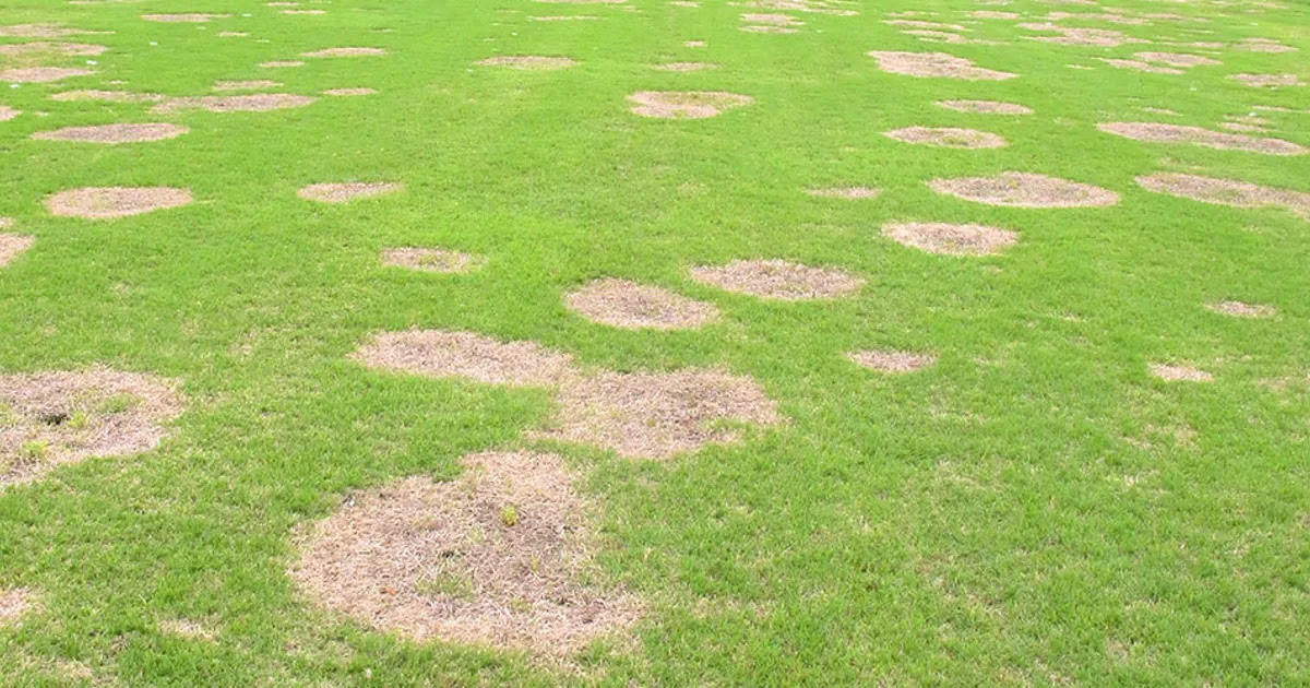 What Causes Brown Spots In Bermuda Grass