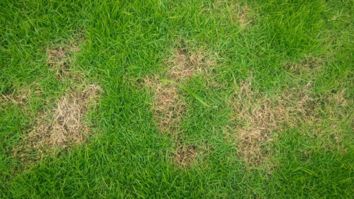 What Causes Brown Spots In My Grass