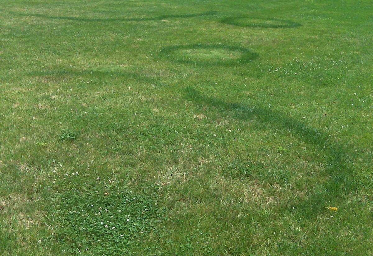 What Causes Dead Circles In Grass