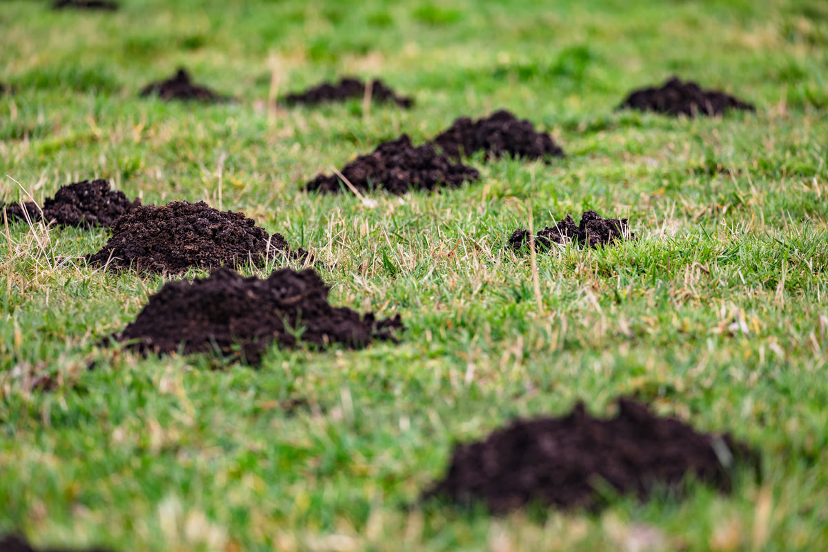 What Causes Dirt Piles In The Grass