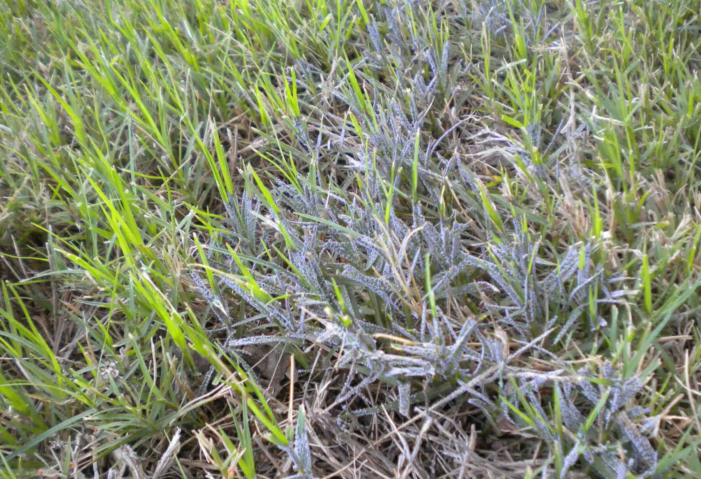 What Causes Fungus In Grass