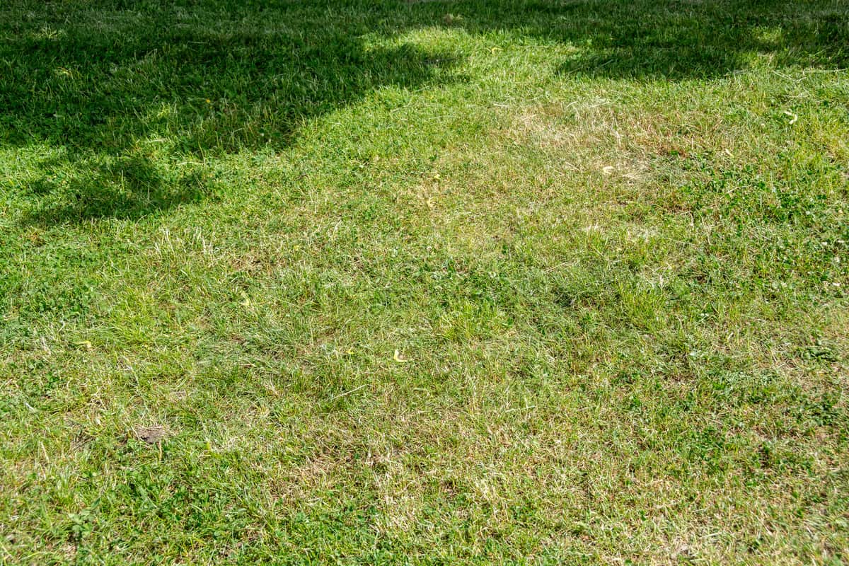 What Causes Grass To Turn White