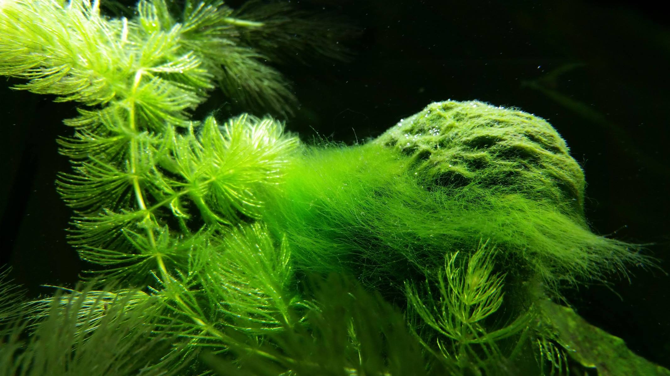 What Causes Green Algae On Aquarium Glass