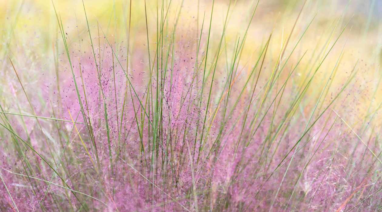 What Causes Pink Grass