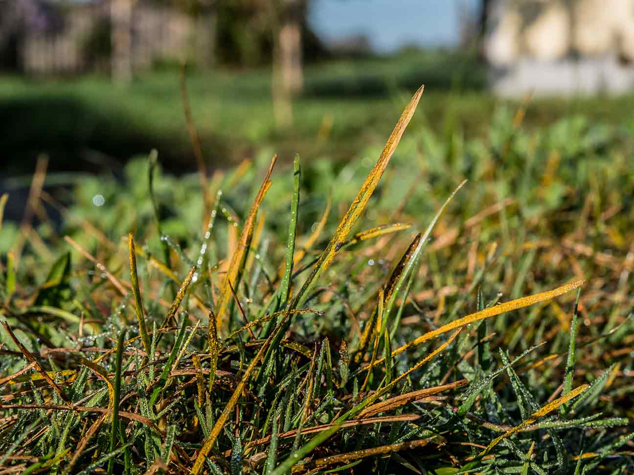 What Causes Rust In Grass