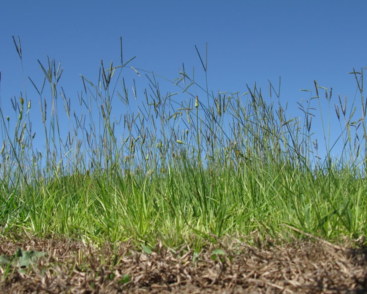 What Chemical Will Kill Bahia Grass