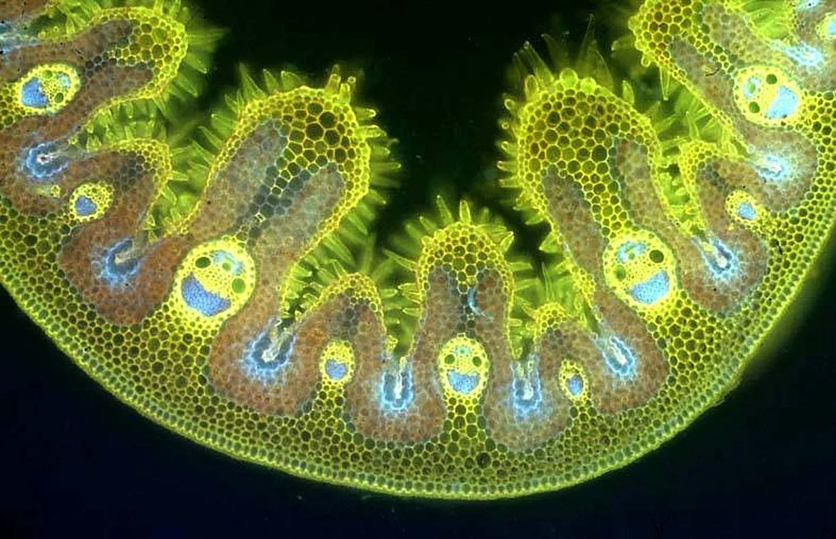 What Do Grass Cells Look Like