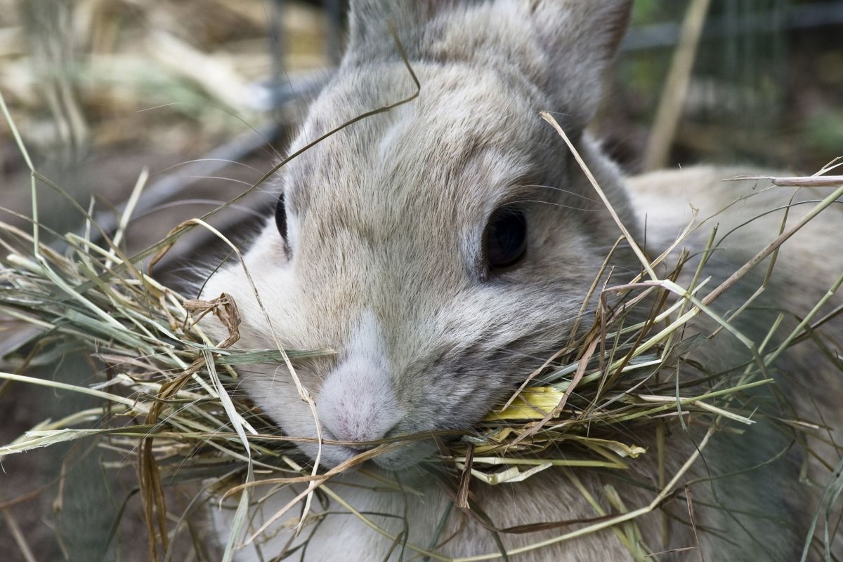 Can rabbits eat Kale?  What moderation really means?