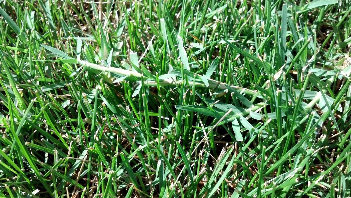 What Do Weeds Look Like In Grass