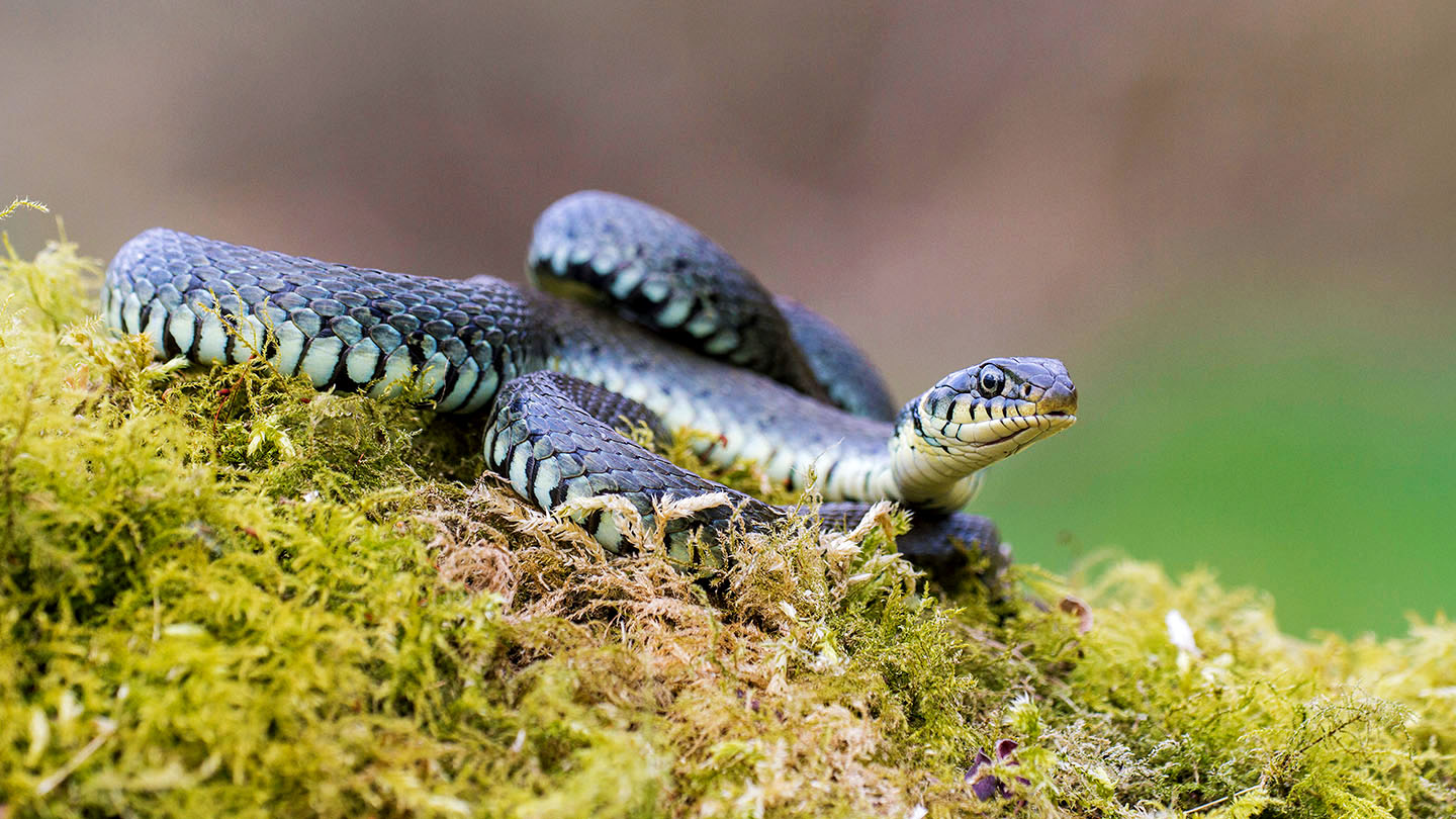 What Does A Grass Snake Eat