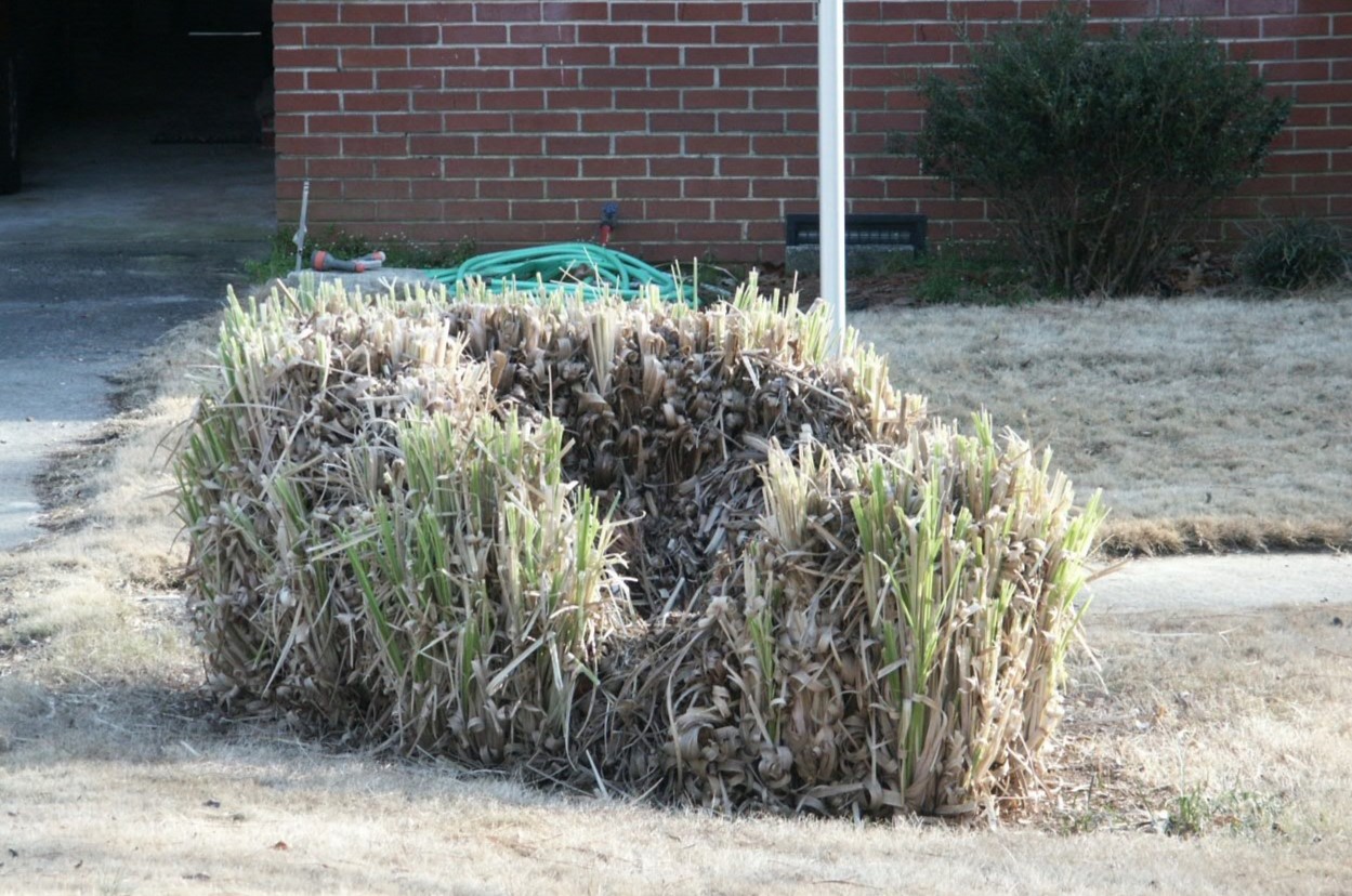 What Does Dead Pampas Grass Look Like
