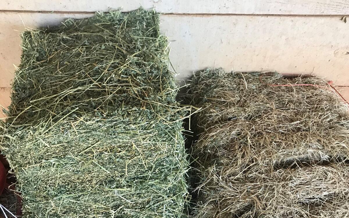 What Does Grass Hay Look Like