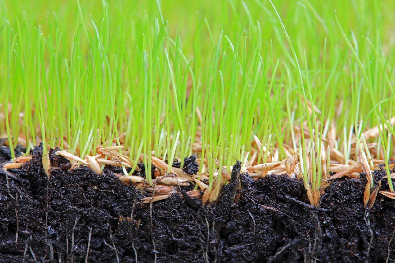 What Does Grass Seed Need To Germinate