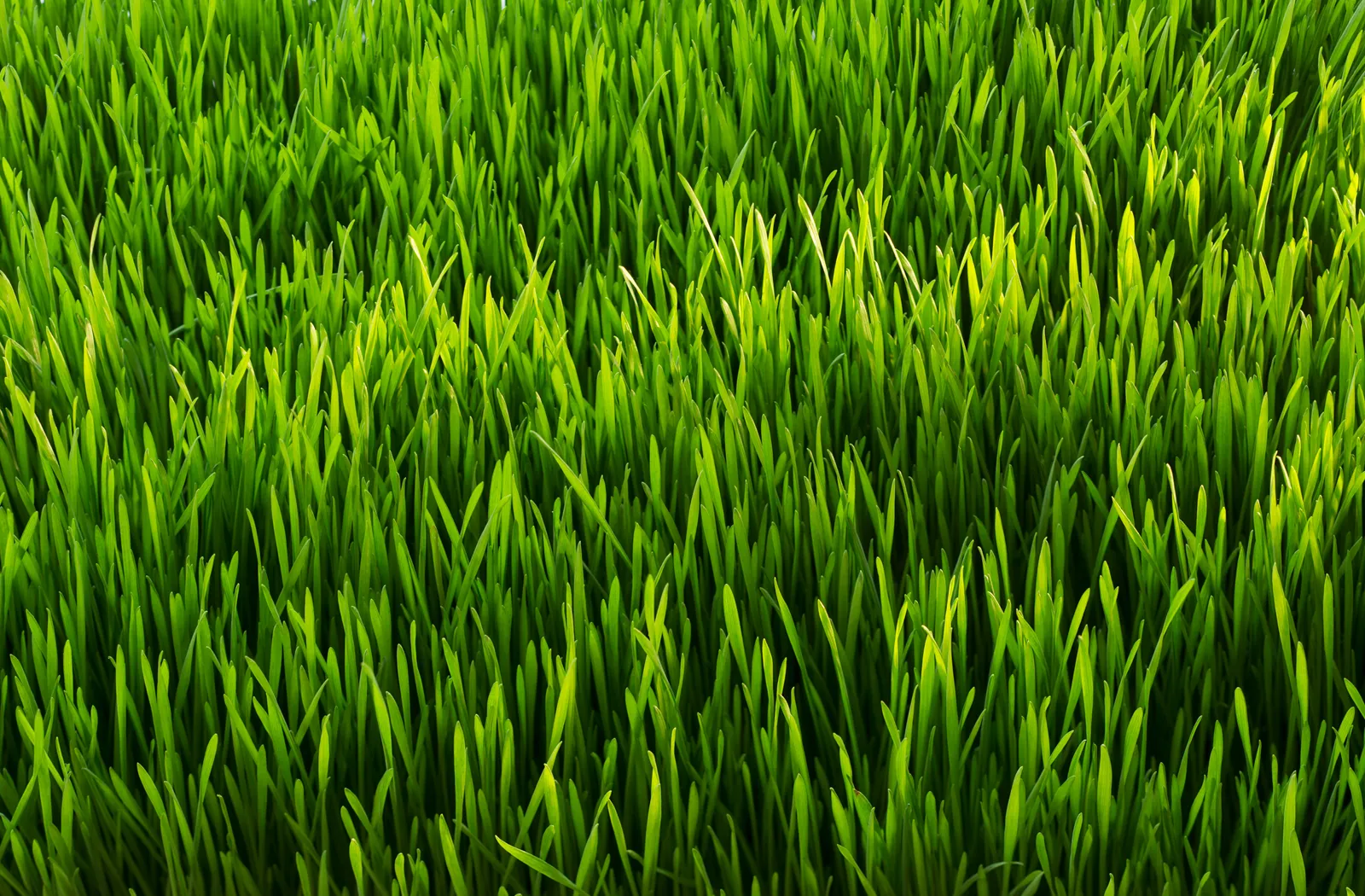 What Does Green Grass Symbolize