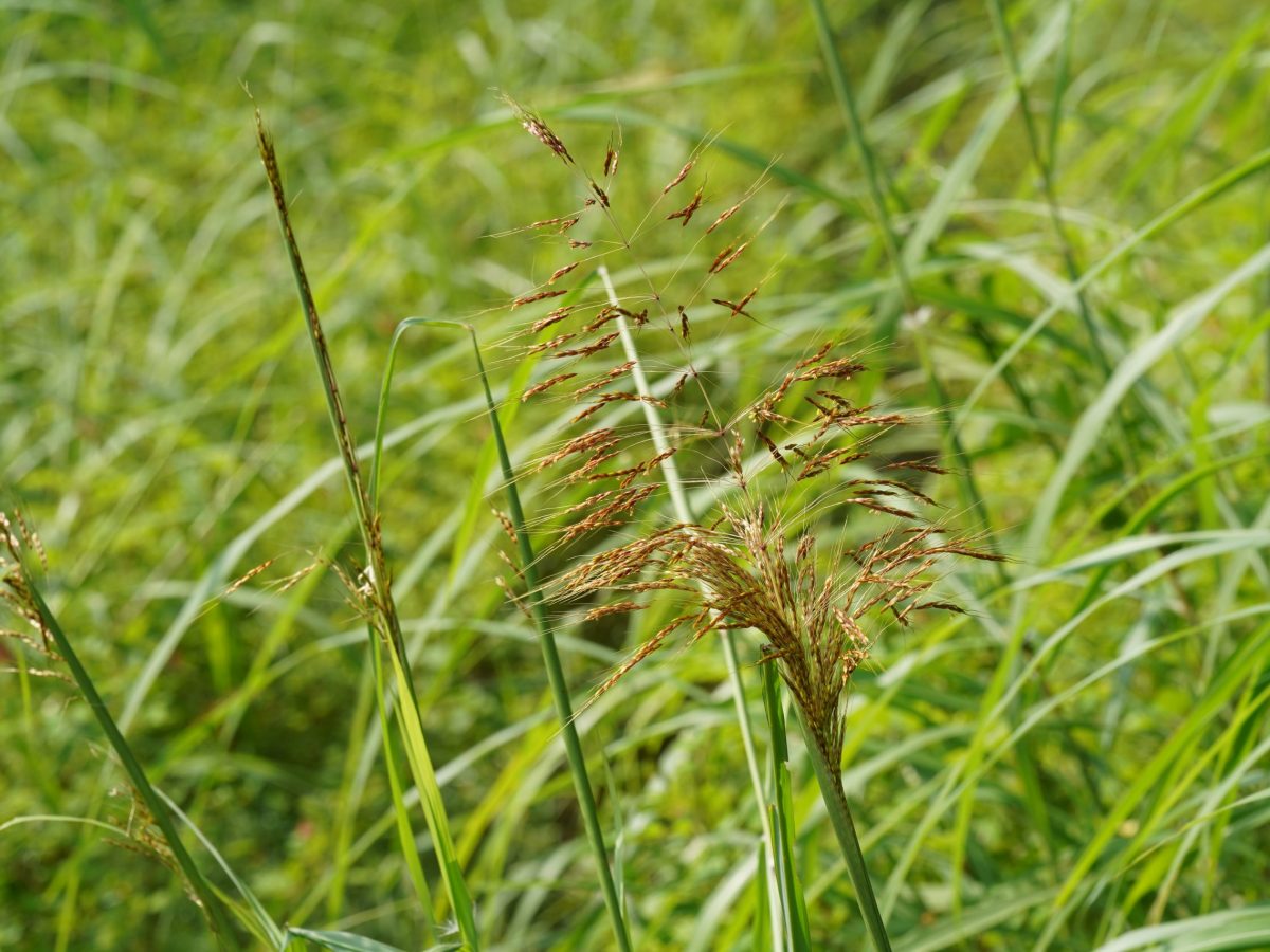 What Does Johnson Grass Look Like