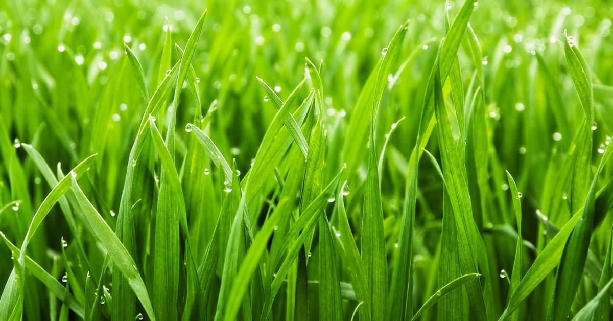 What Does Kikuyu Grass Look Like