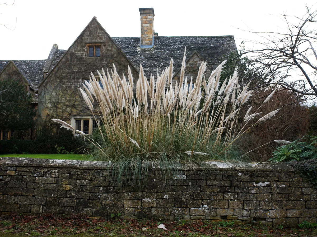 What Does Pampas Grass Symbolize