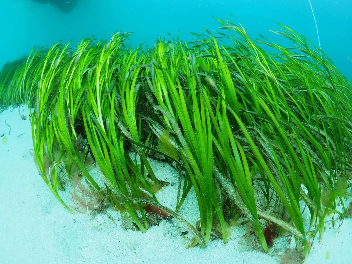 What Does Sea Grass Eat