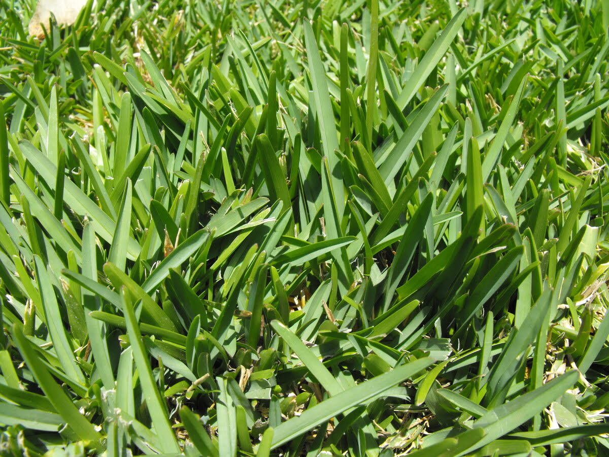 What Does St. Augustine Grass Look Like