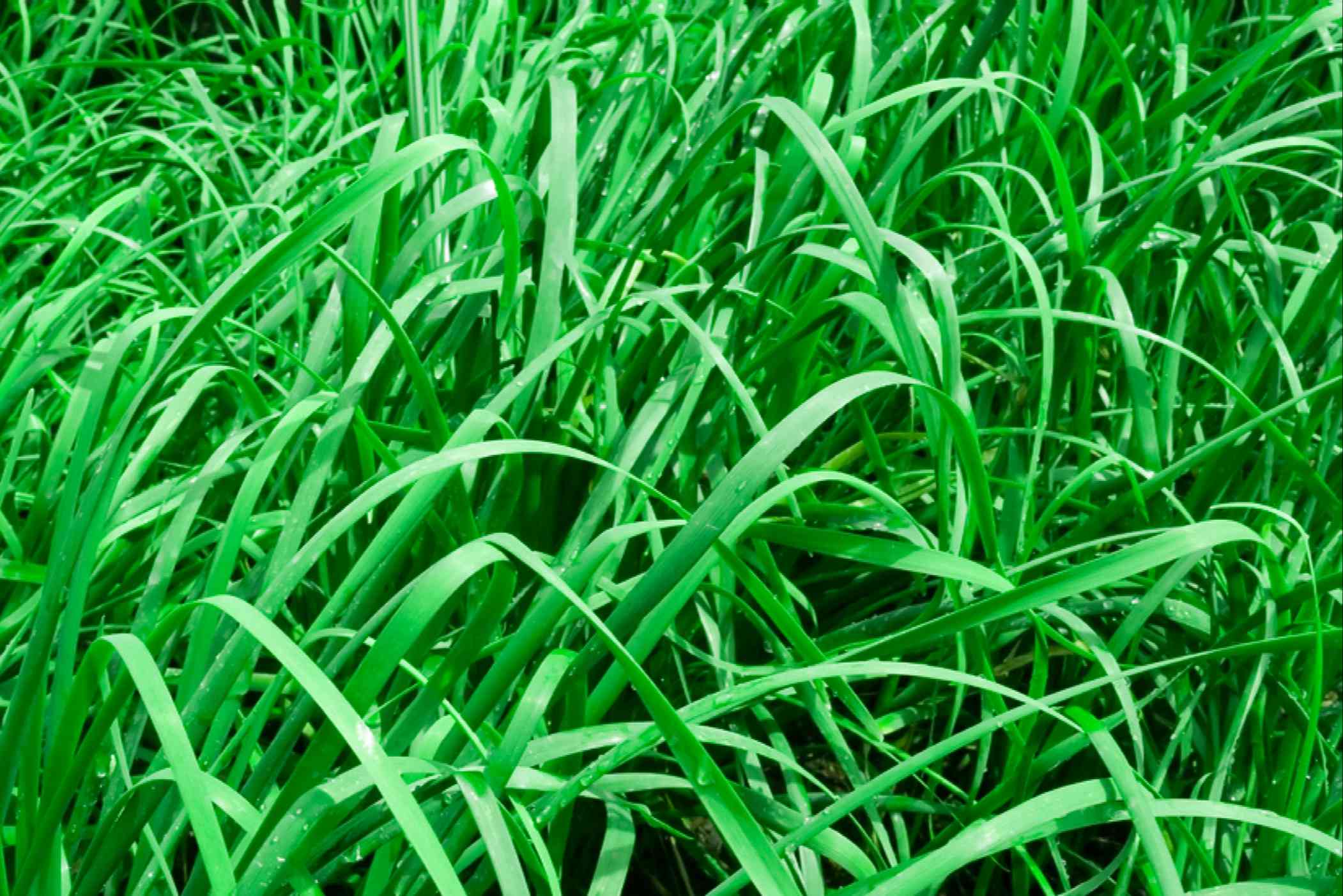 What Does Tall Fescue Grass Look Like