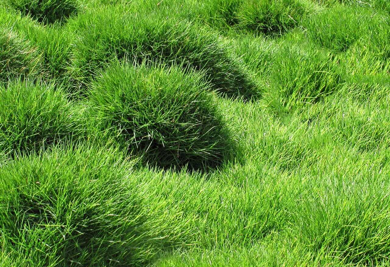 What Does Zoysia Grass Look Like