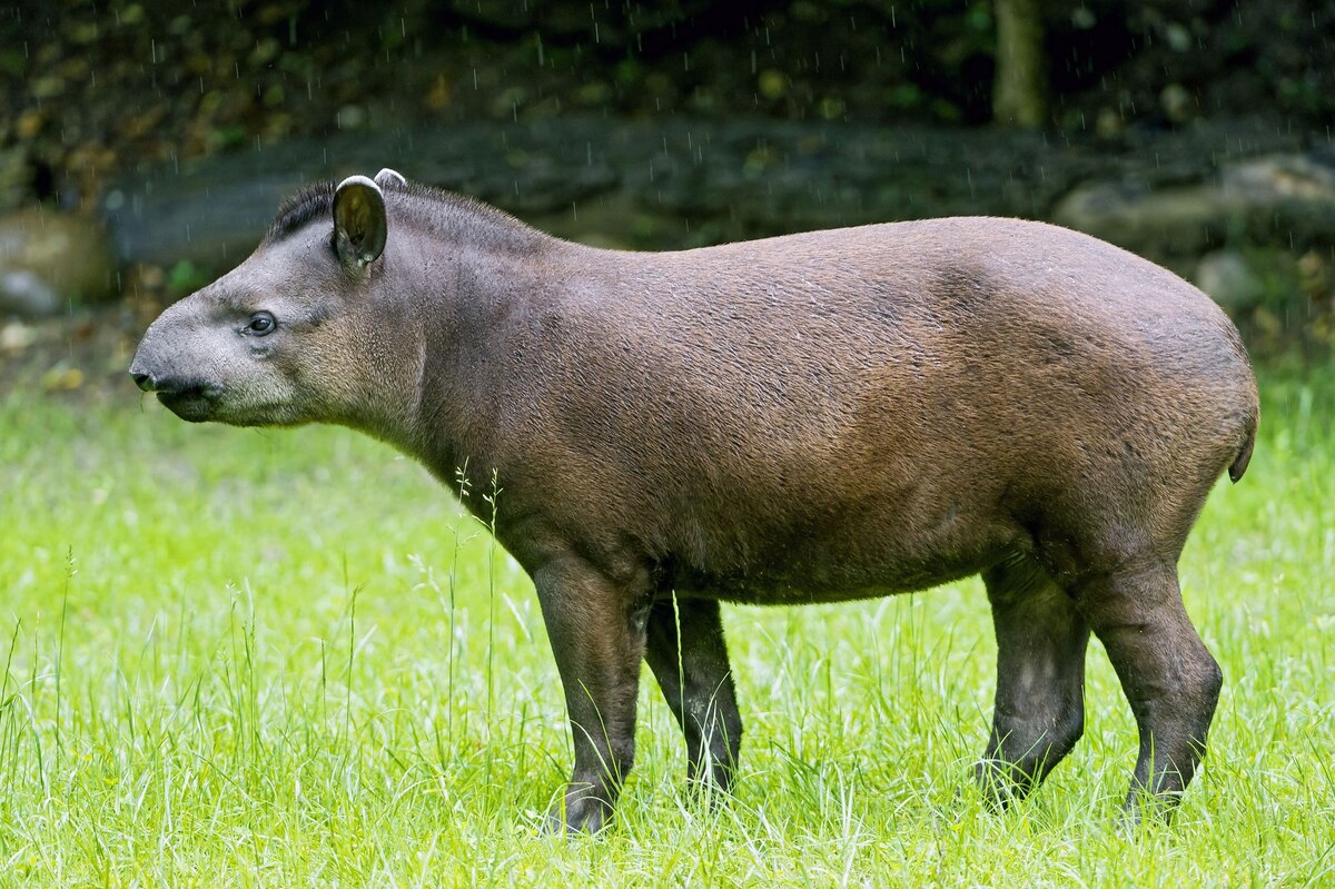 What Eats Grass In The Tropical Rainforest