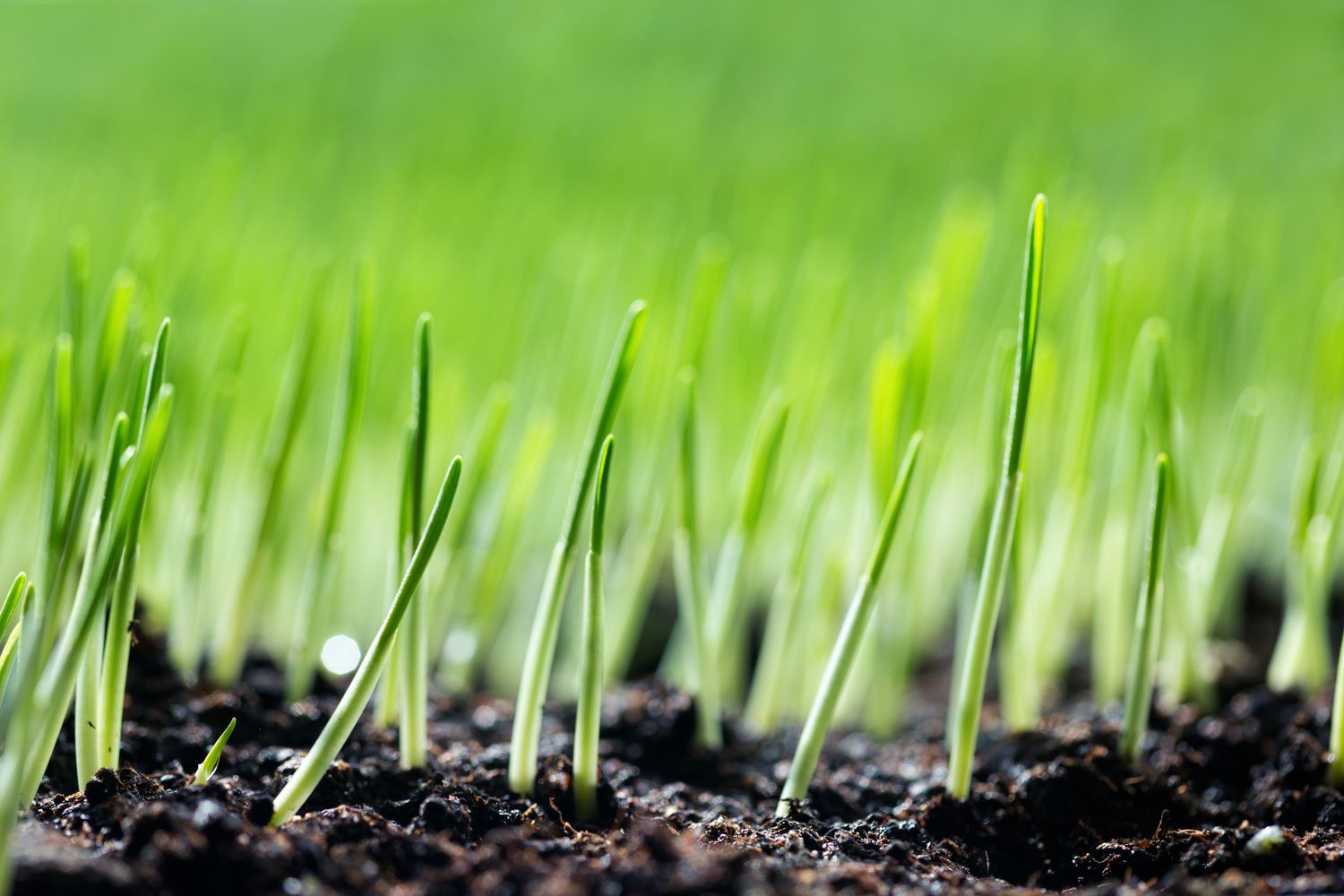 What Fertilizer Is Best For New Grass Seed