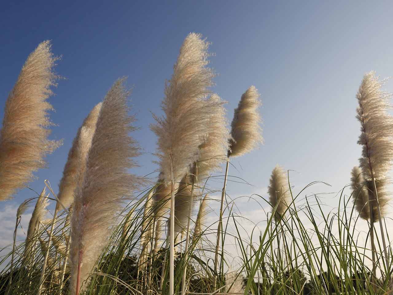 What Goes Well With Pampas Grass