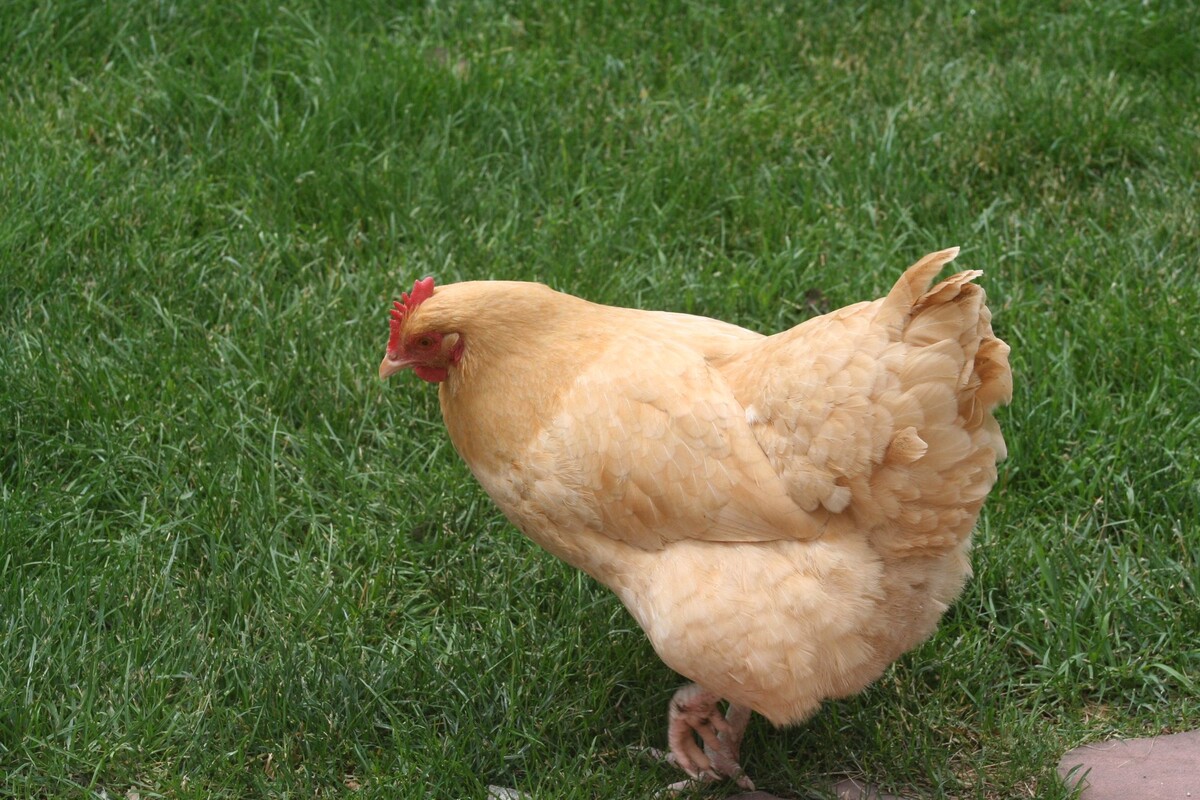 What Grass Is Best For Chickens
