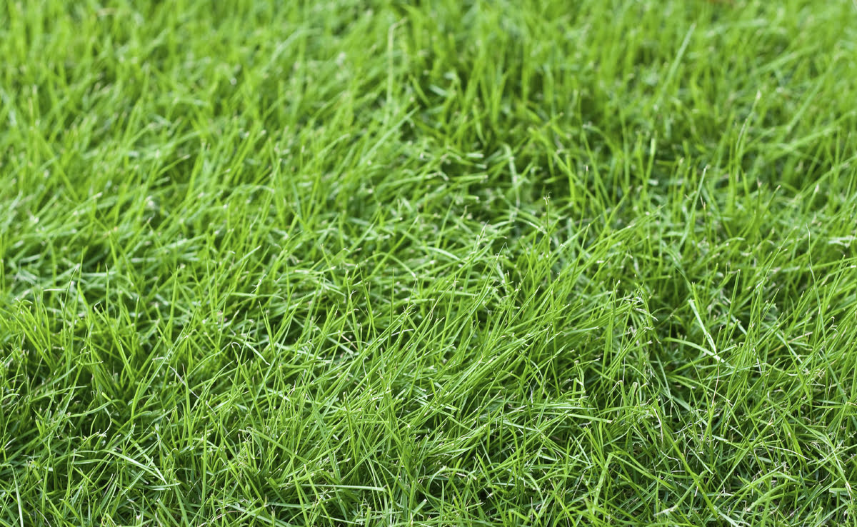 What Grass Is Best For Southern California