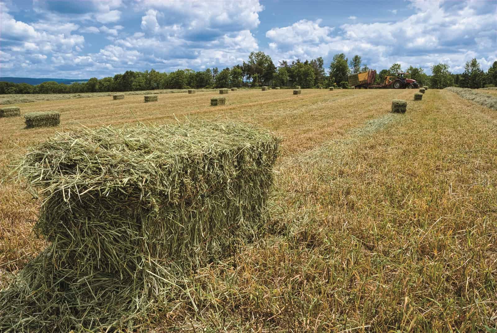 What Grass Is Hay | Storables