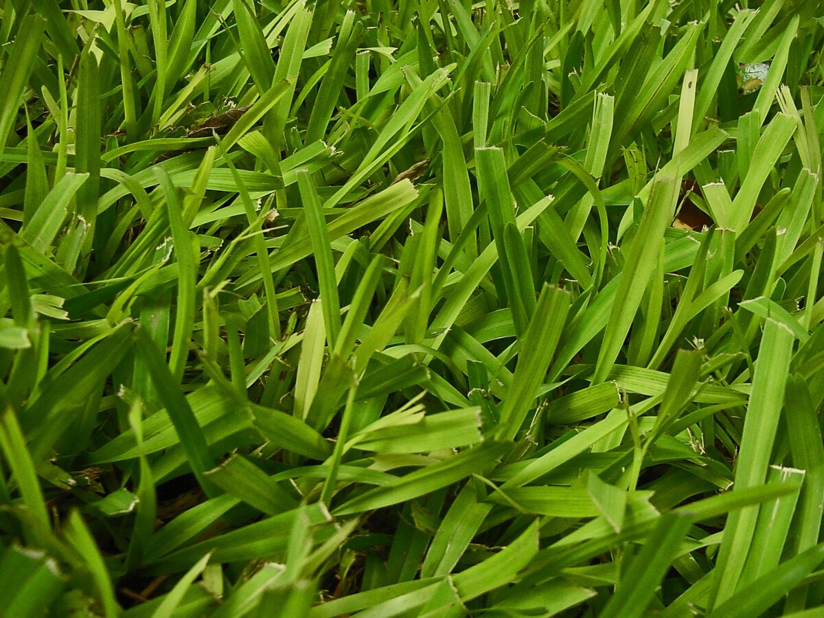 What Grass Looks Like St. Augustine