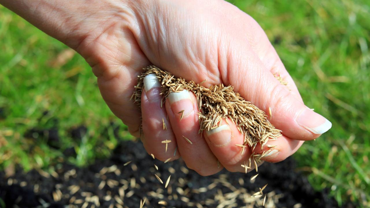 What Grass Seed Is Best