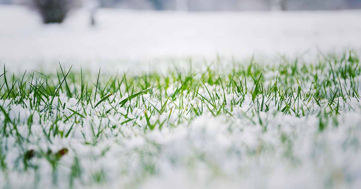 What Grass To Plant In Winter