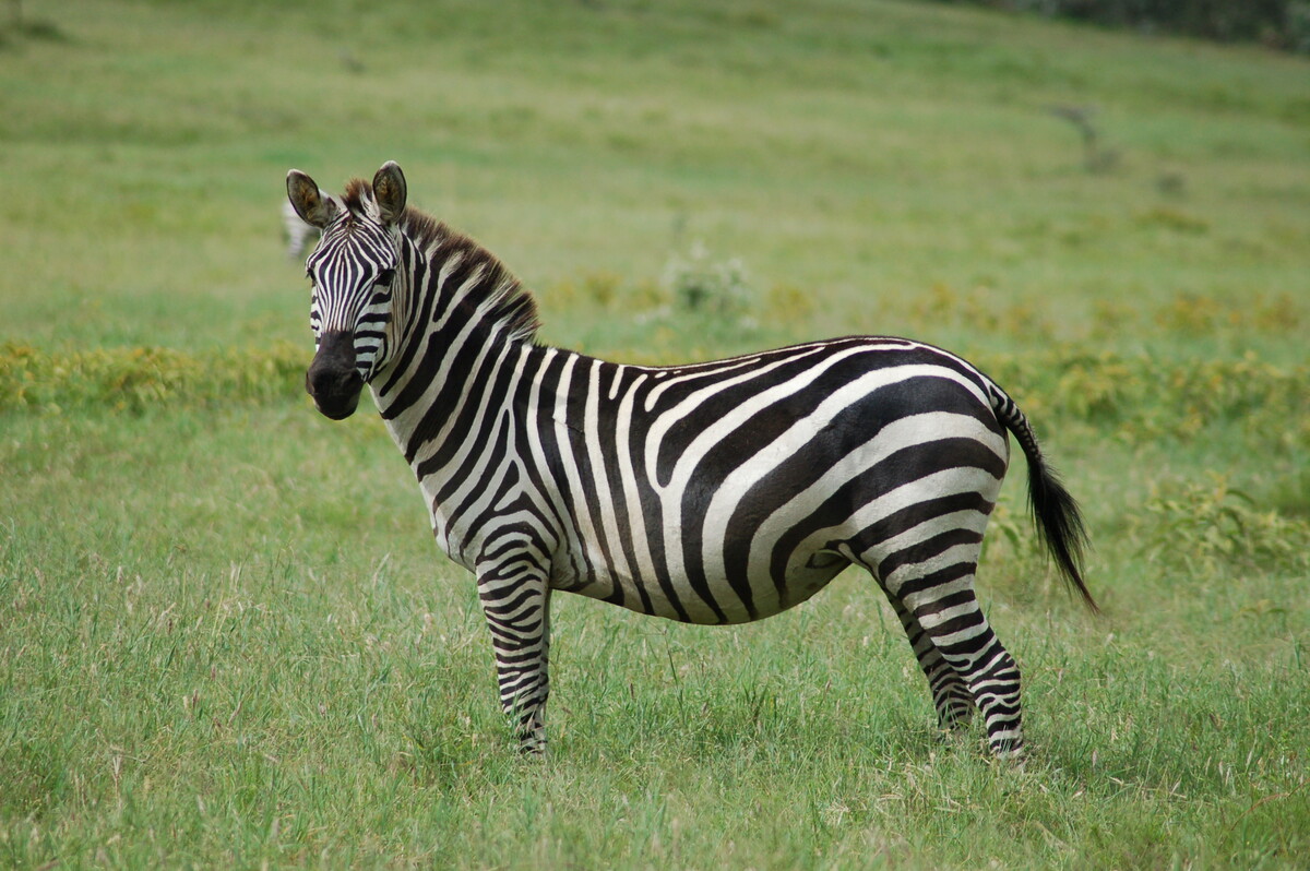 What Happens To The Grass Molecules Once They Are Eaten By The Zebra