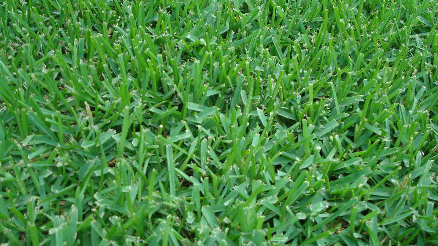 What Height To Cut St. Augustine Grass