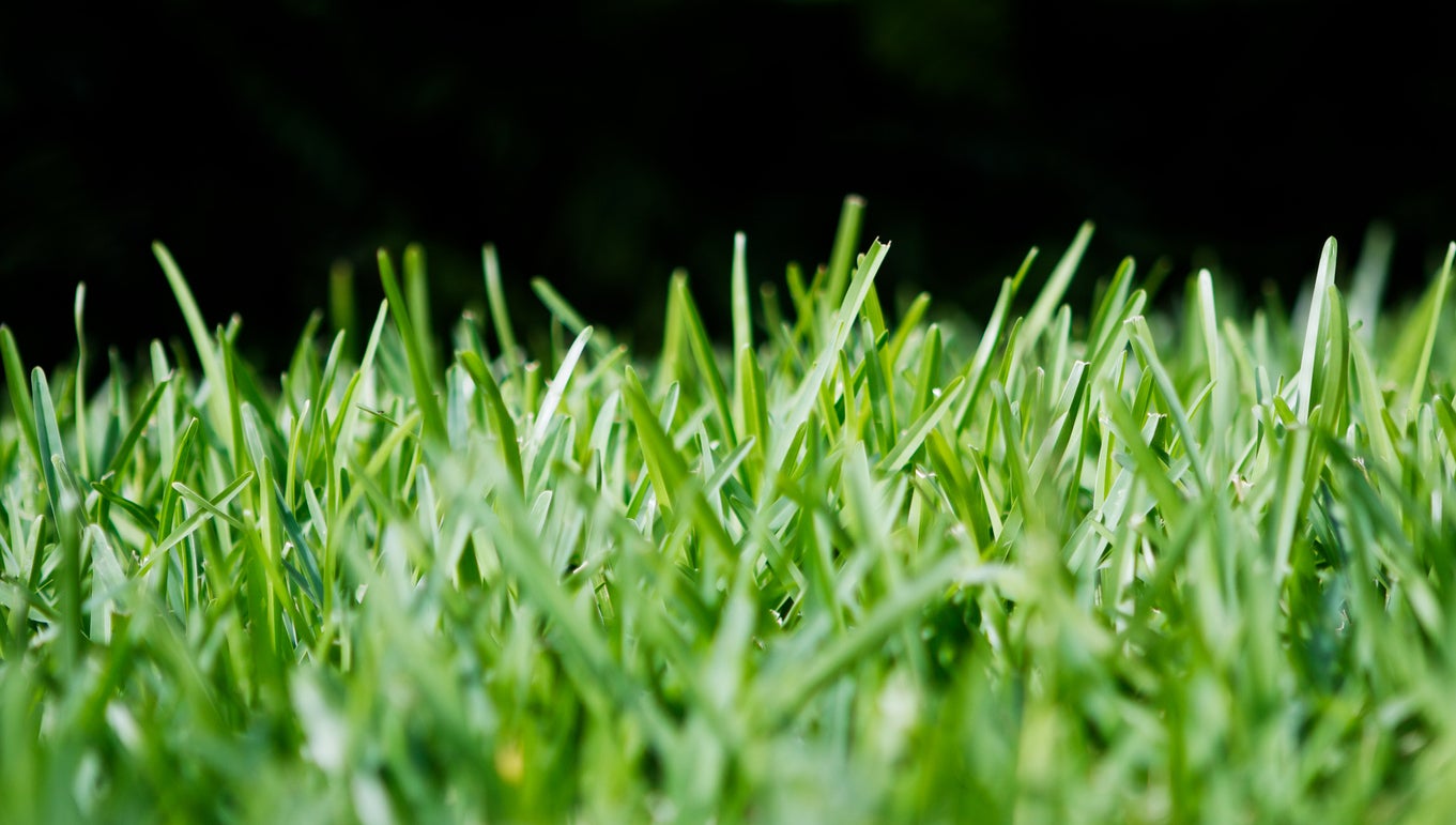 What Helps St. Augustine Grass Grow