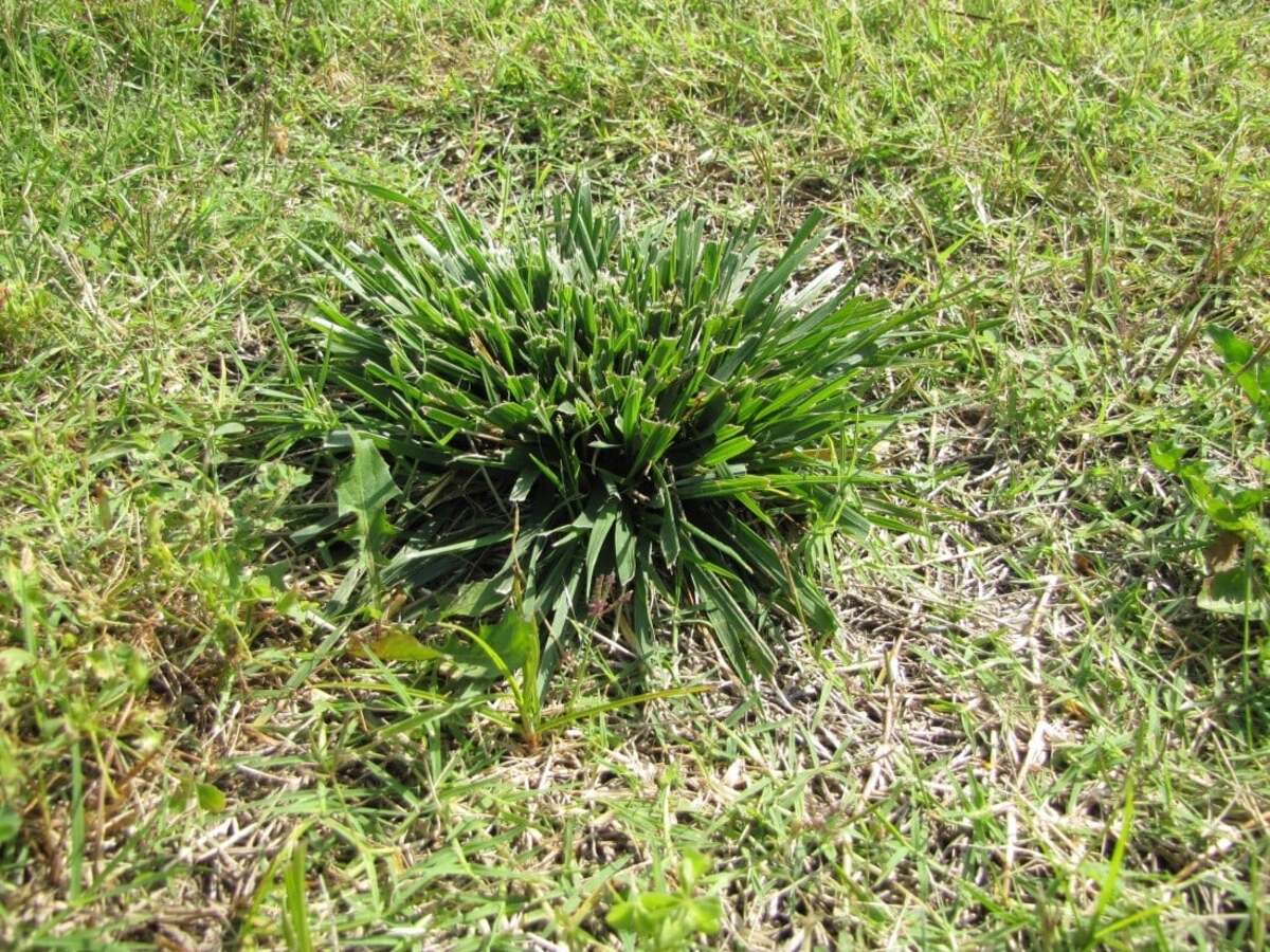 What Is A Bushy Clump Of Grass Called