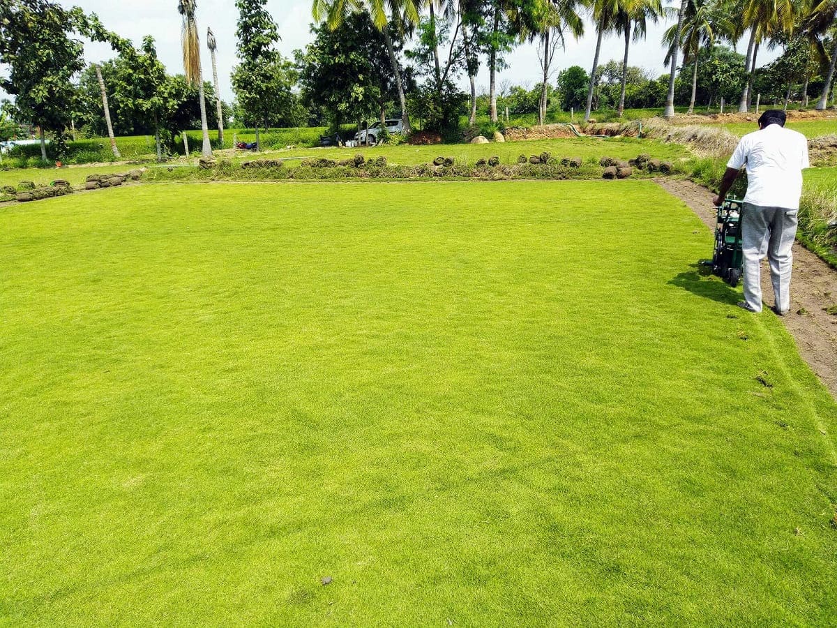 What Is A Carpet Grass Lawn
