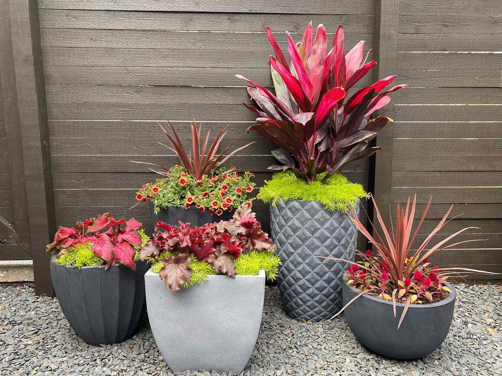 What Is A Good Outdoor Potted Plant