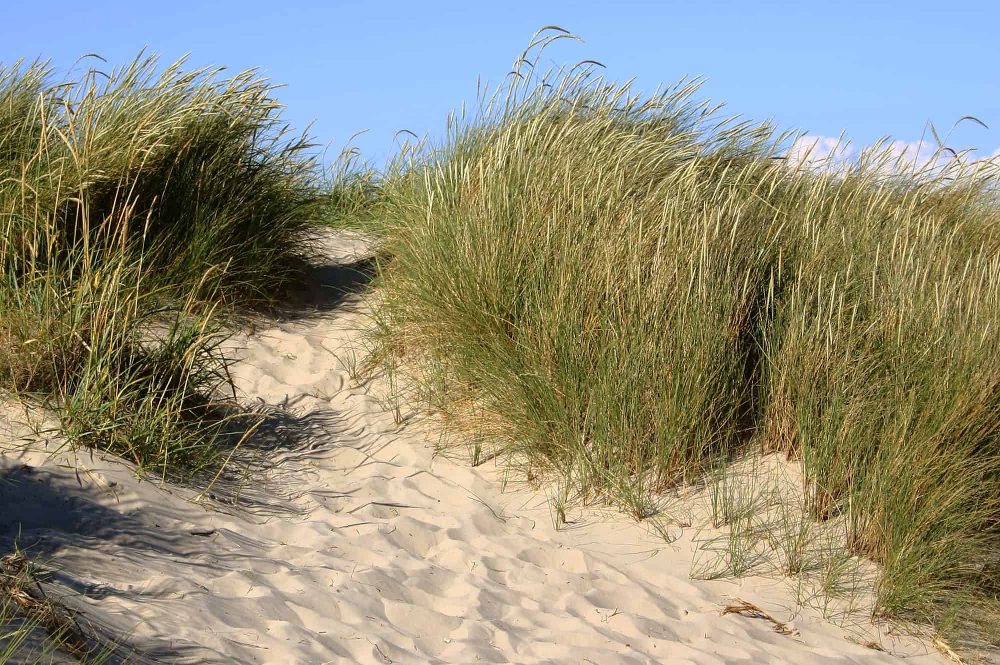What Is Beach Grass