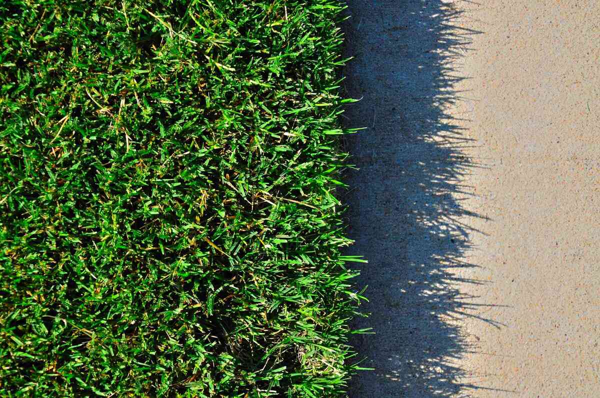 What Is Bermuda Grass