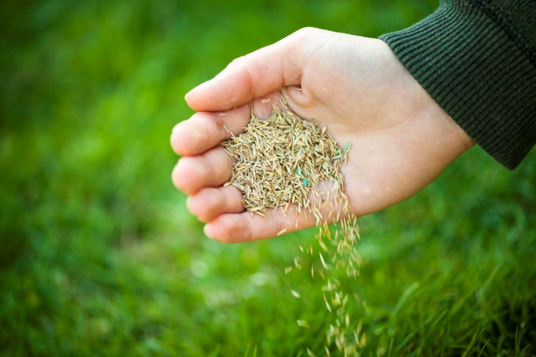 What Is Contractor Mix Grass Seed
