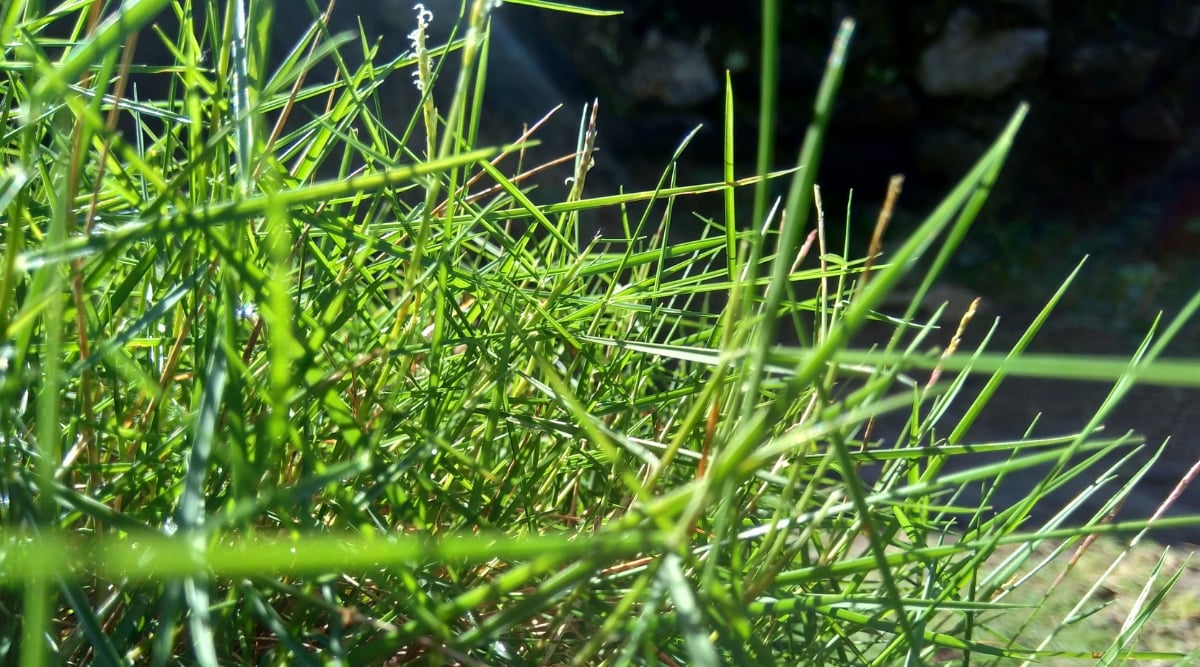 What Is Creeping Grass